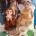 32 karneval divoky zapad